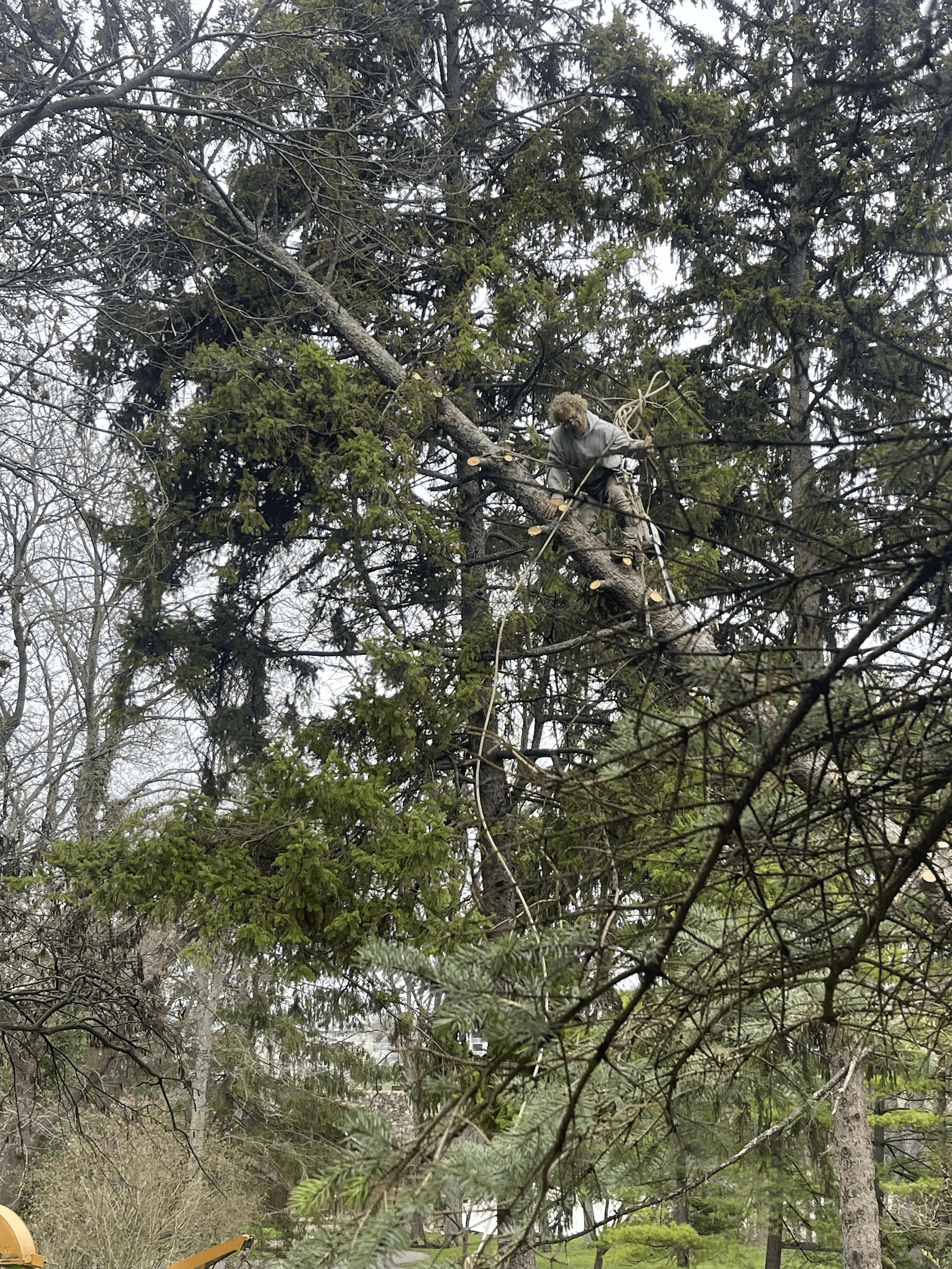 Tree Service Work Example 1