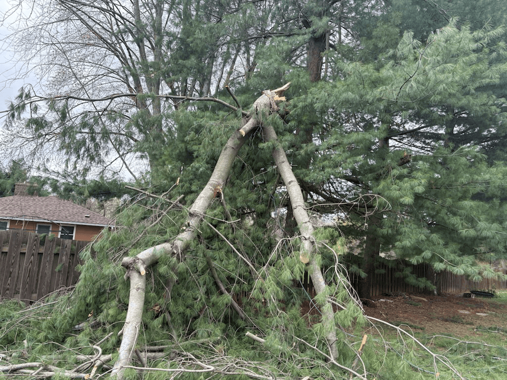 Tree Service Work Example 2